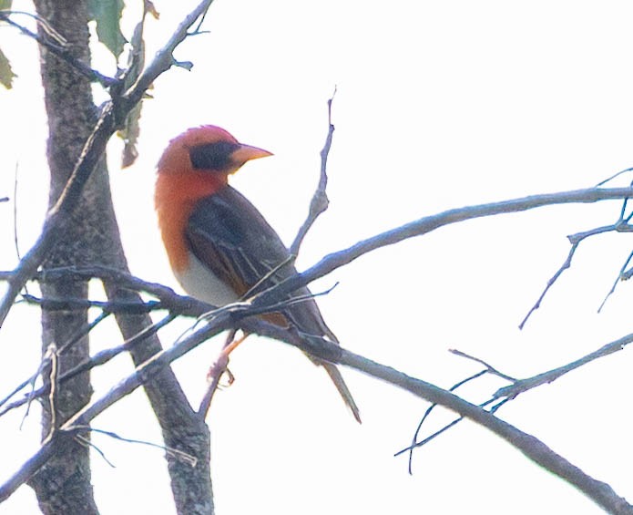 Red-headed Weaver - ML638885321