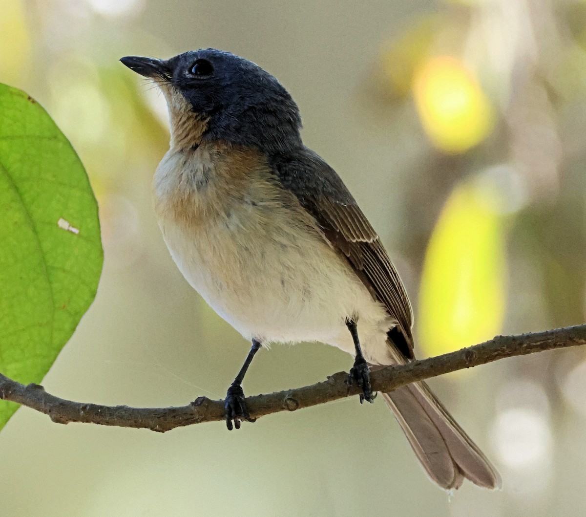 Leaden Flycatcher - ML638885333