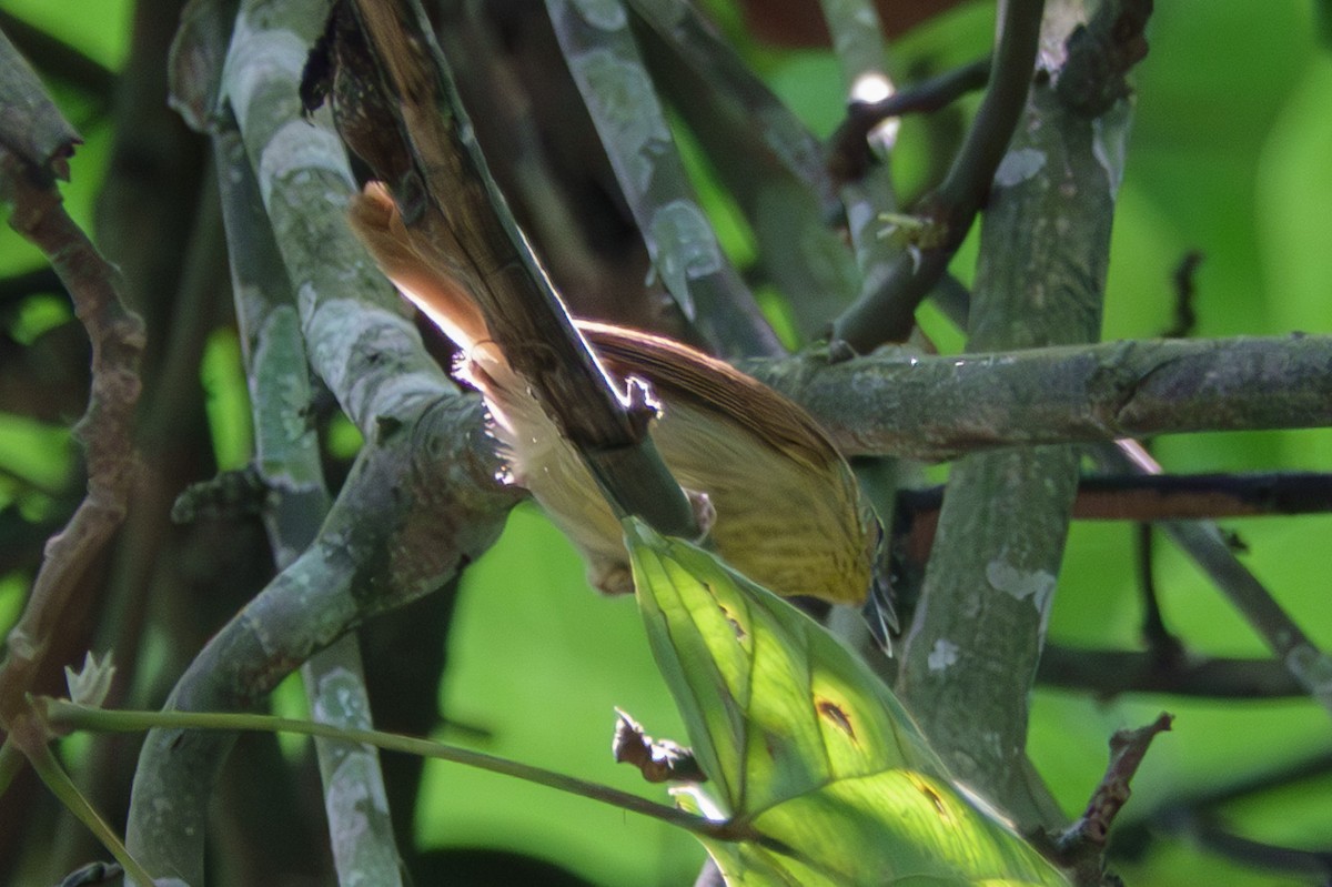 Pin-striped Tit-Babbler - ML638885350