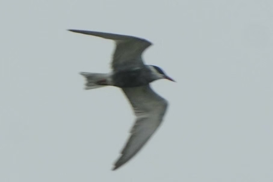 Whiskered Tern - ML638885356