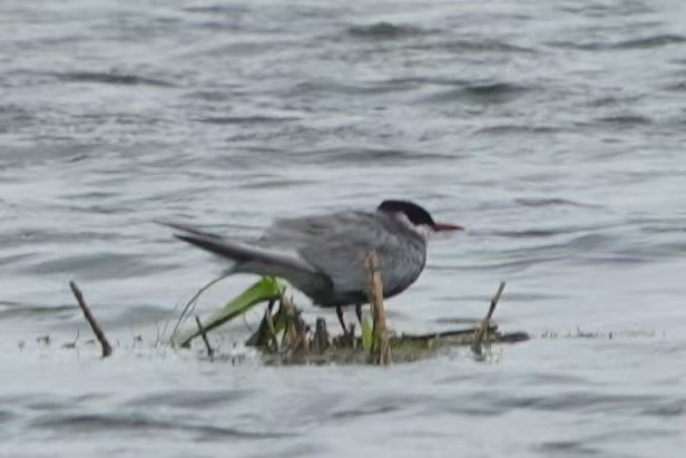 Whiskered Tern - ML638885359