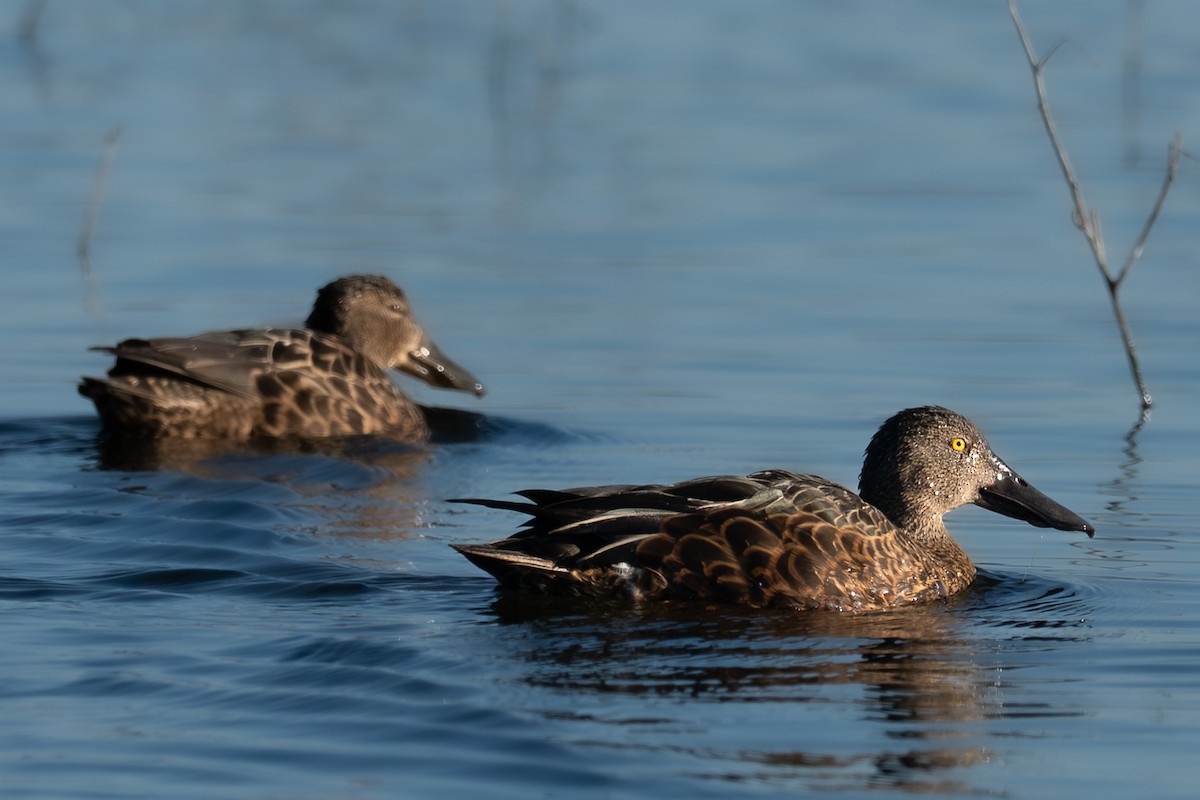 Australasian Shoveler - ML638885398
