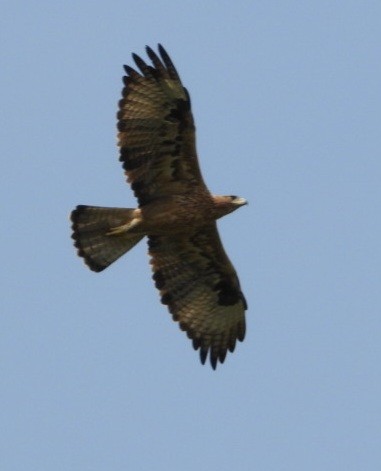 Bonelli's Eagle - ML638885400