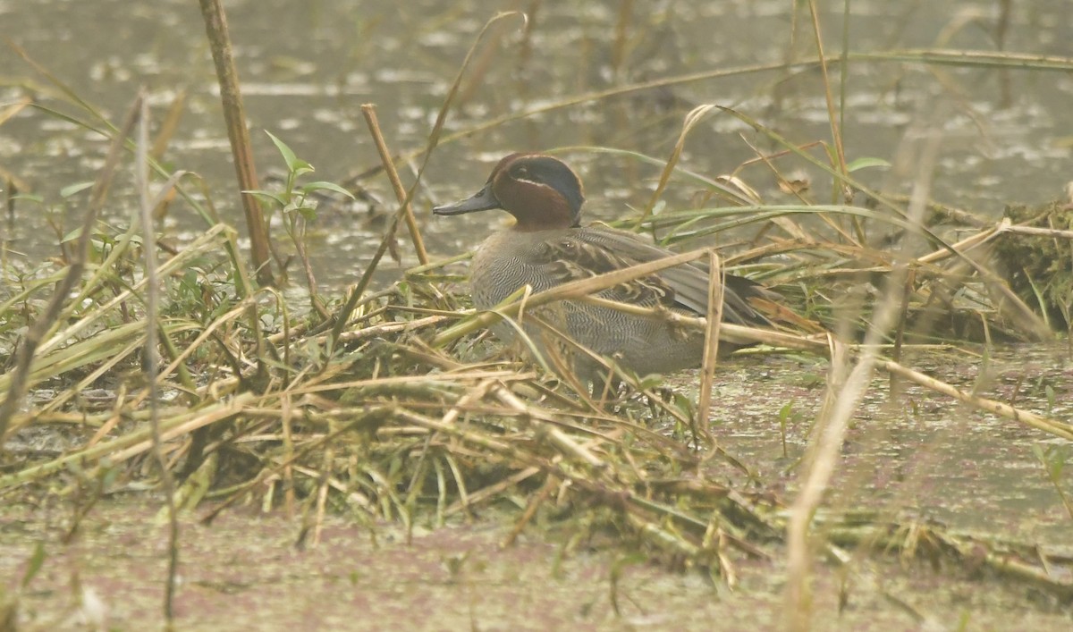 Green-winged Teal - ML638885426