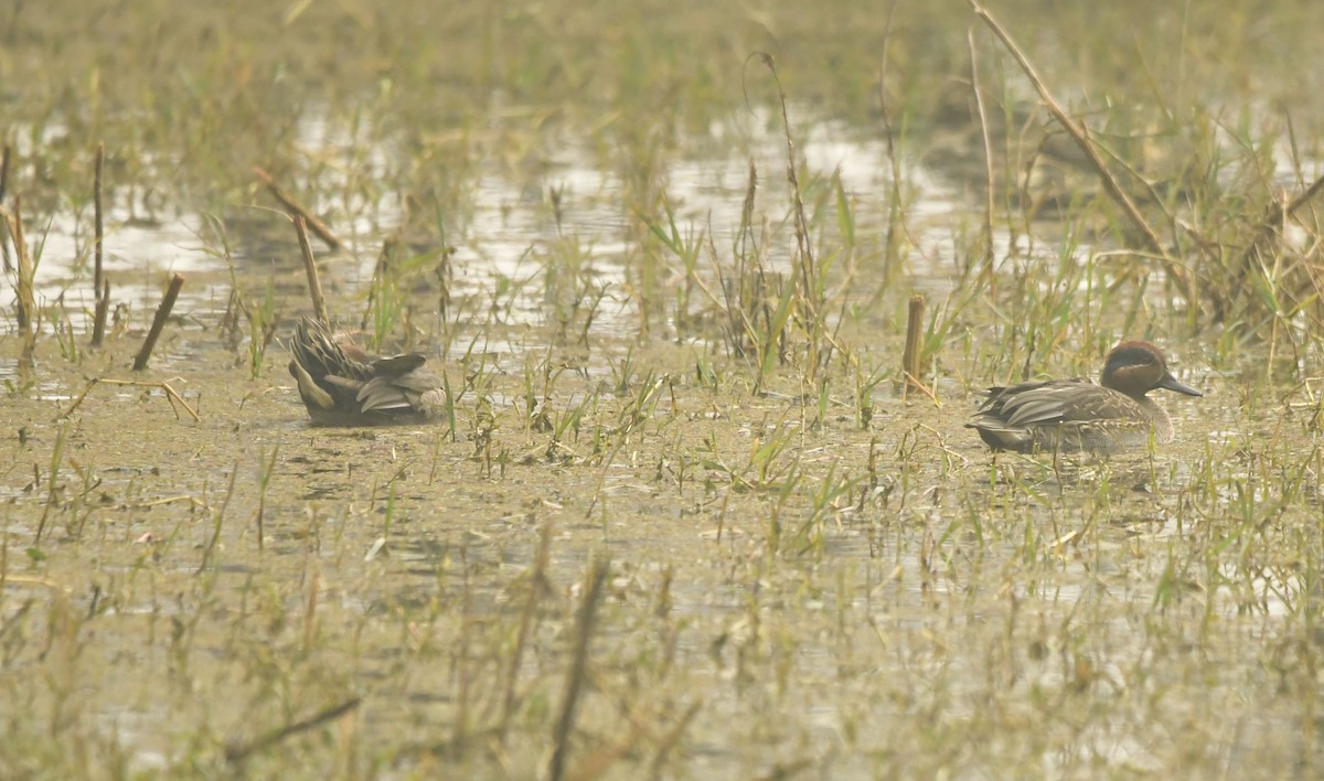 Green-winged Teal - ML638885427