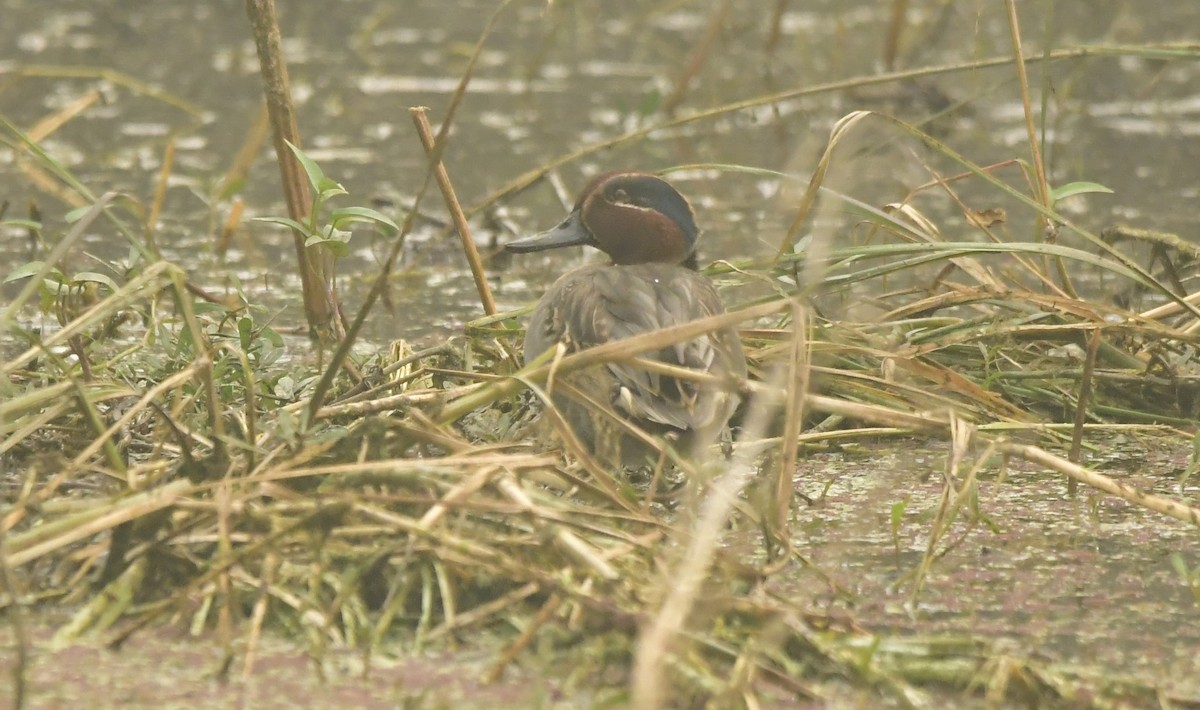 Green-winged Teal - ML638885428