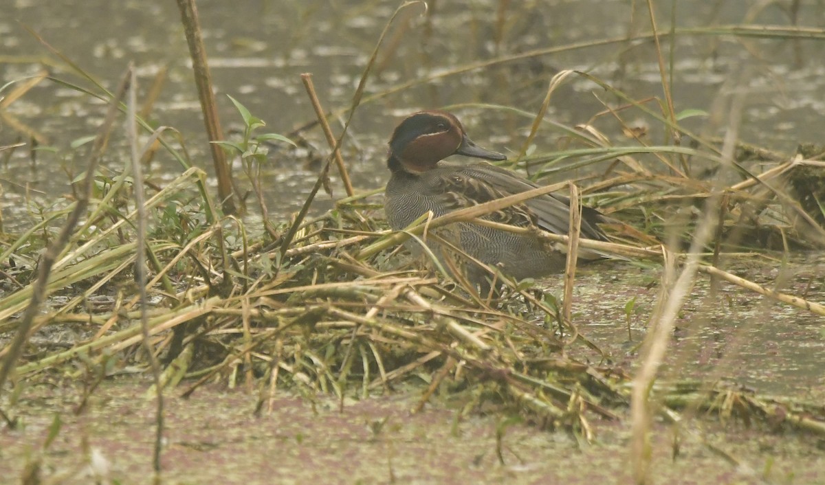 Green-winged Teal - ML638885429