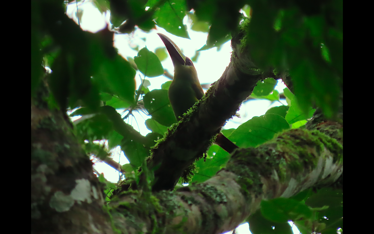 Northern Emerald-Toucanet - ML638885501