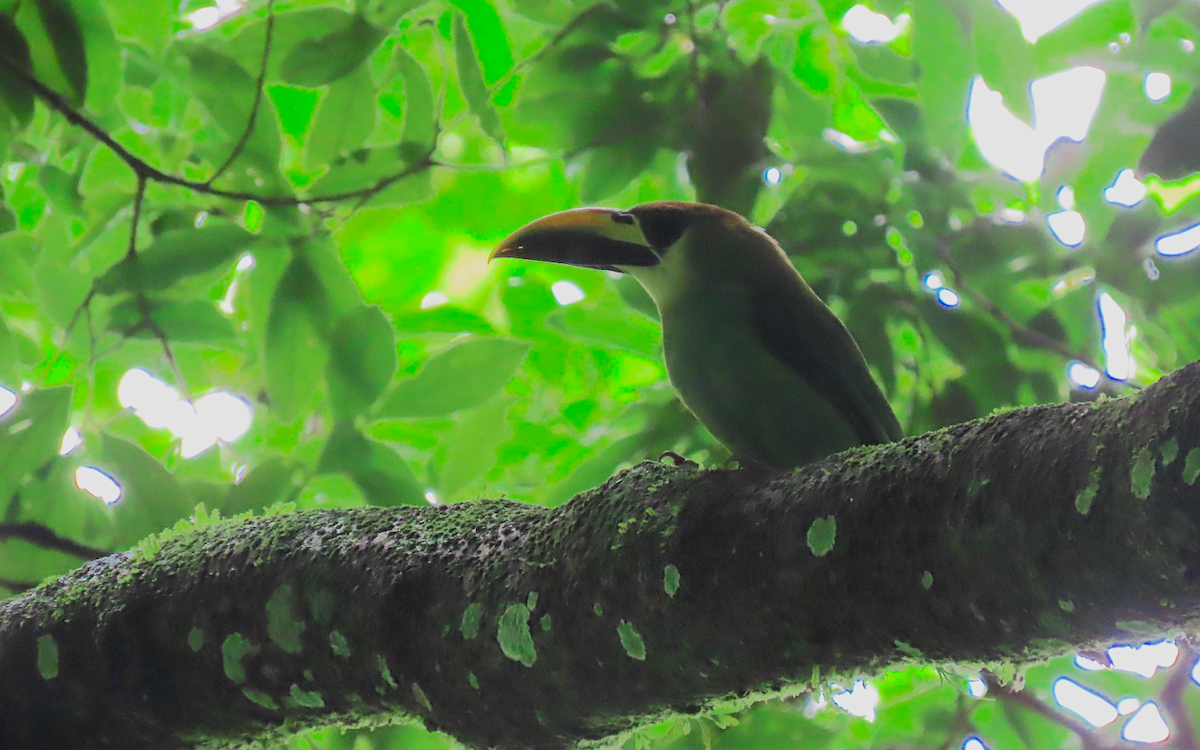 Northern Emerald-Toucanet - ML638885502