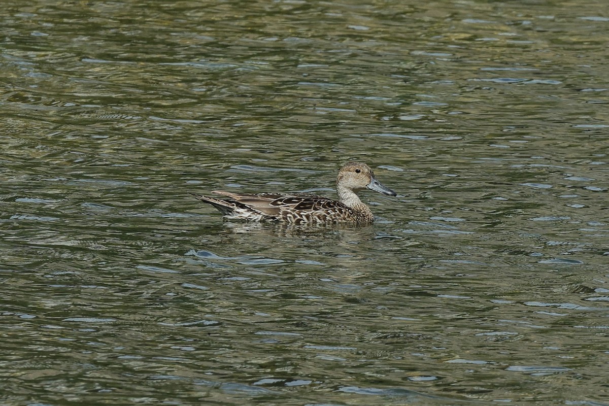 Spießente - ML638885555