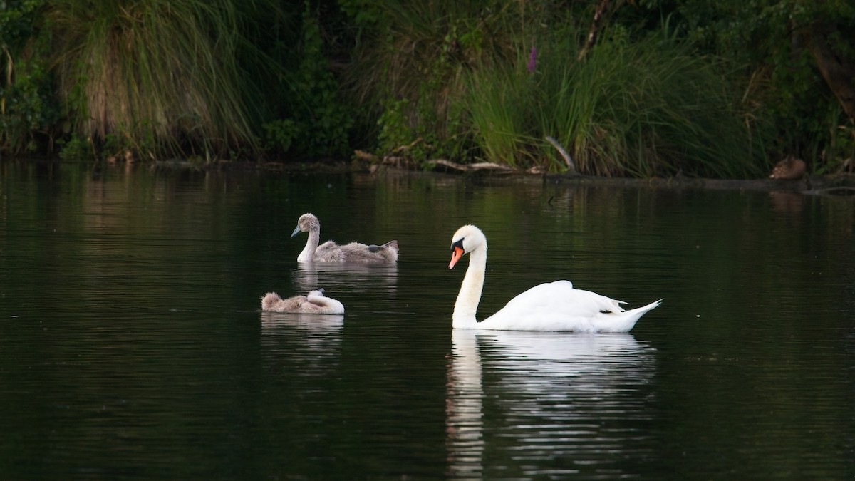 labuť velká - ML638885642