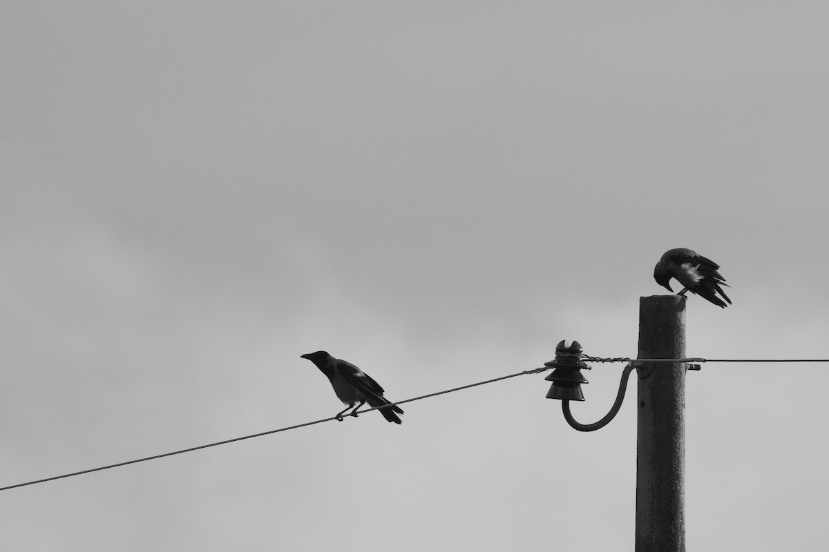 vrána šedá - ML638885645