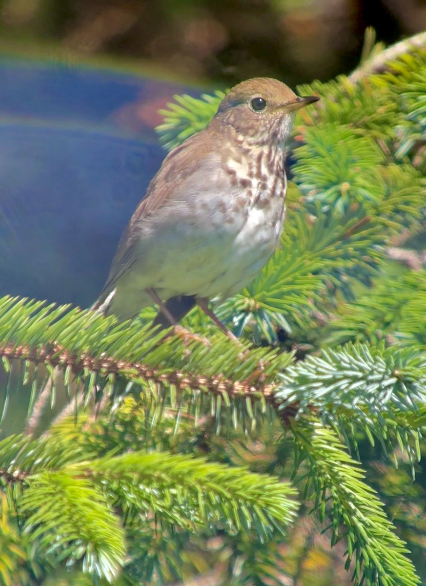 Hermit Thrush - ML638885650