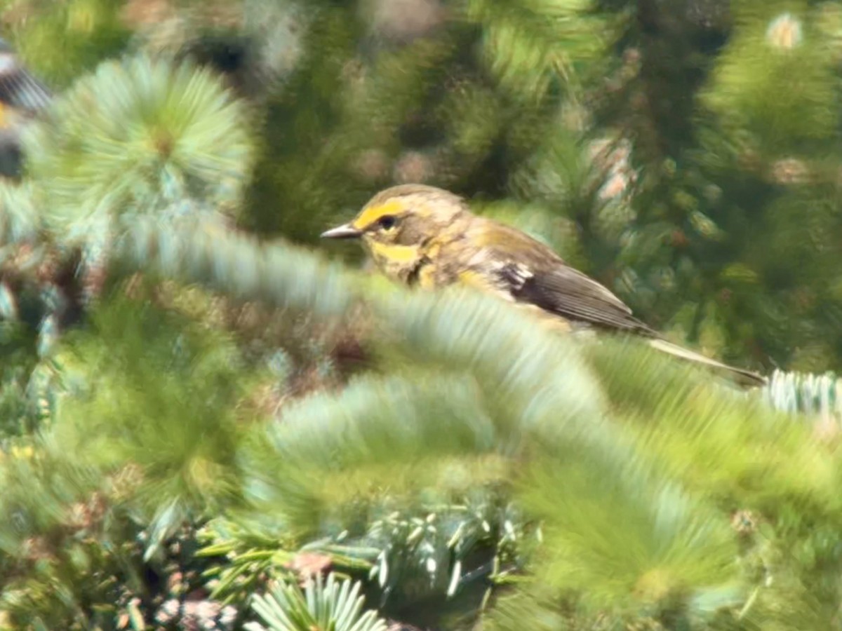 Townsend's Warbler - ML638885664