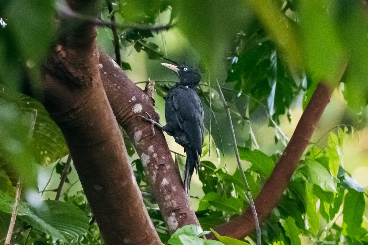 Northern Sooty-Woodpecker - ML638885699