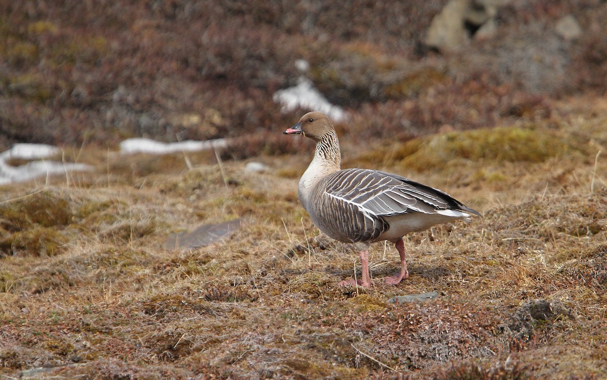 Pink-footed Goose - ML63888581