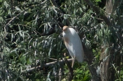 Western Cattle-Egret - ML638885816