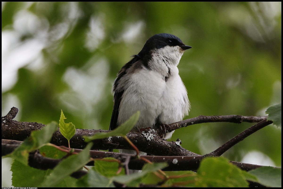 Violet-green Swallow - ML638885849