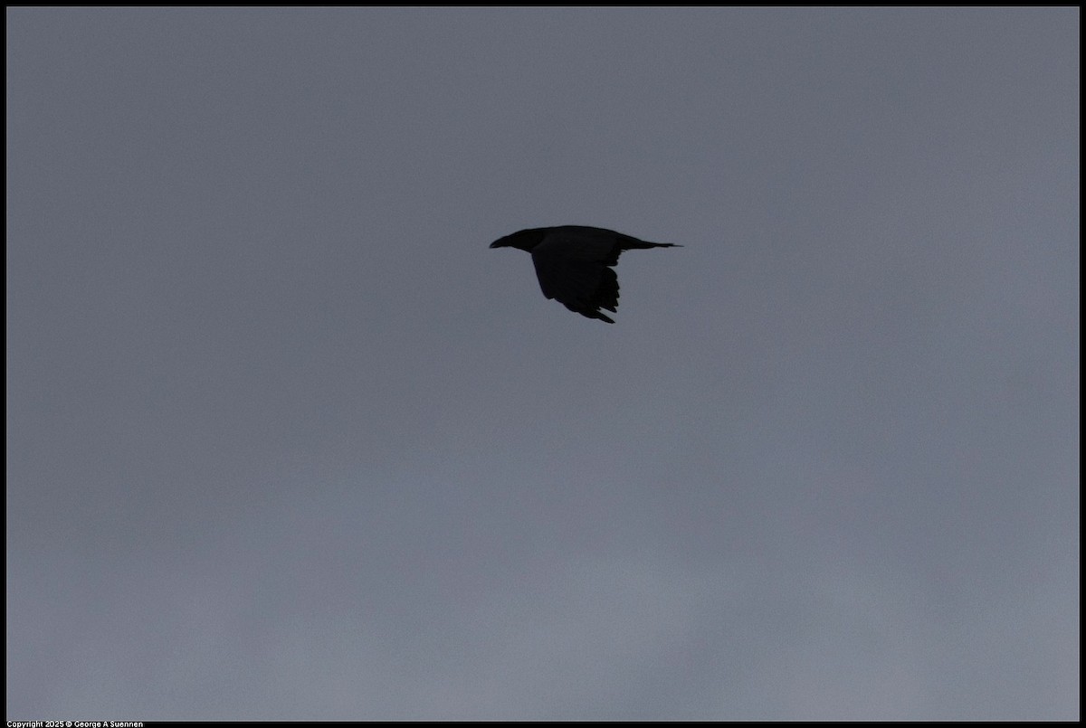 Common Raven - ML638885854