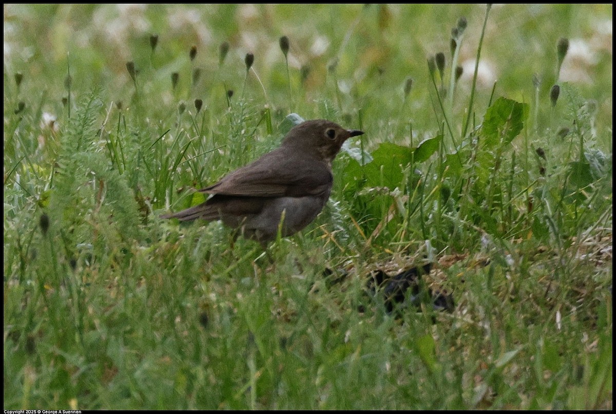 Swainson's Thrush - ML638885871