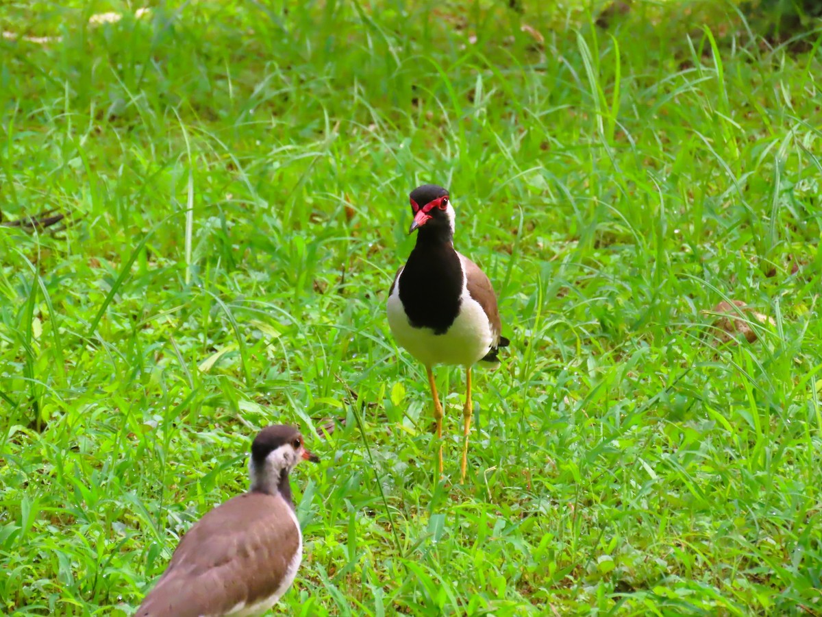 Red-wattled Lapwing - ML638885876