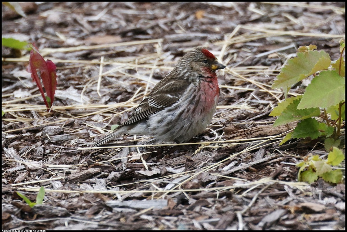 Redpoll - ML638885895