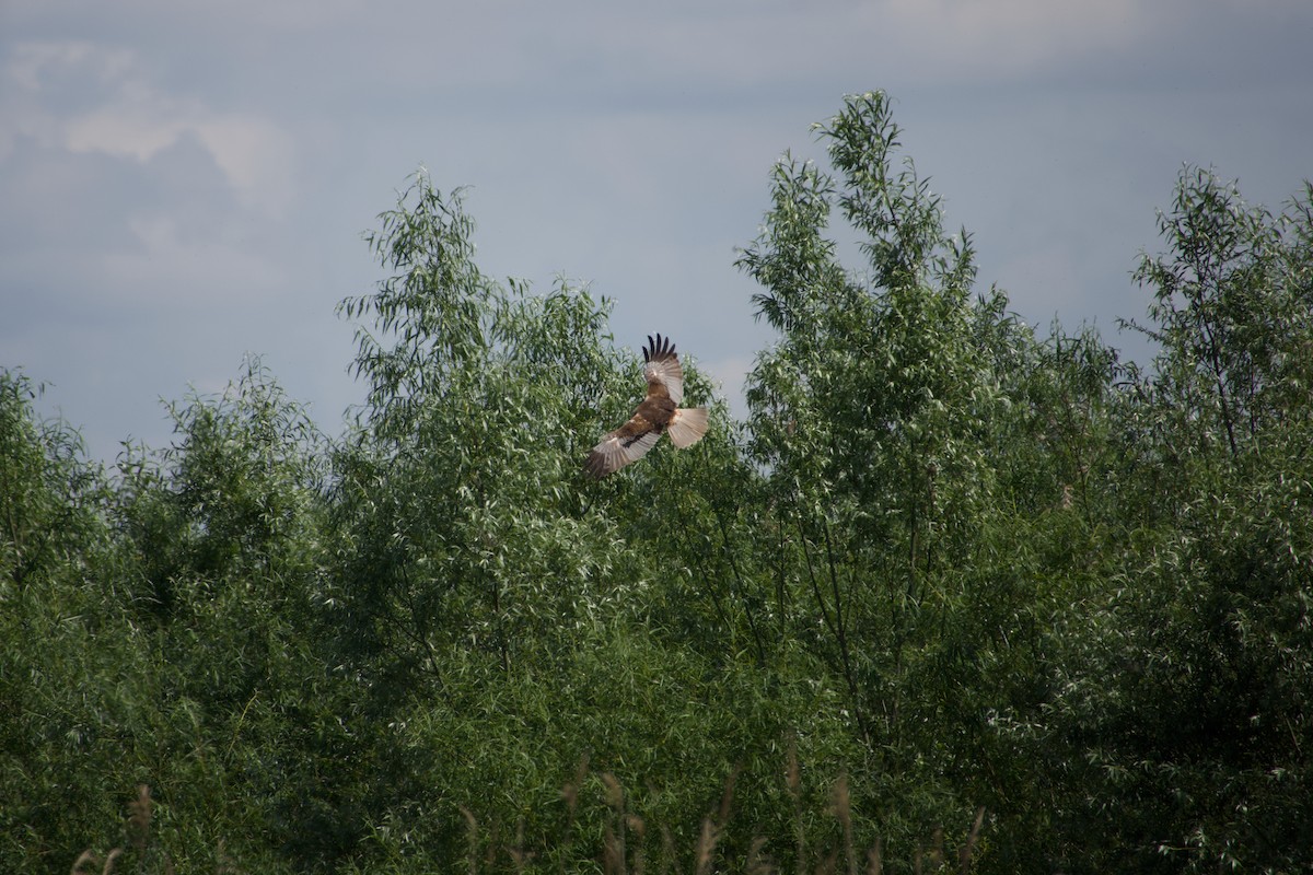 Намгийн хулд - ML638885973
