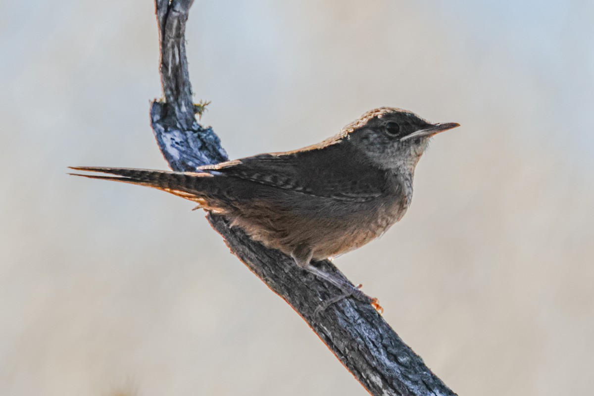 Northern House Wren - ML638885979