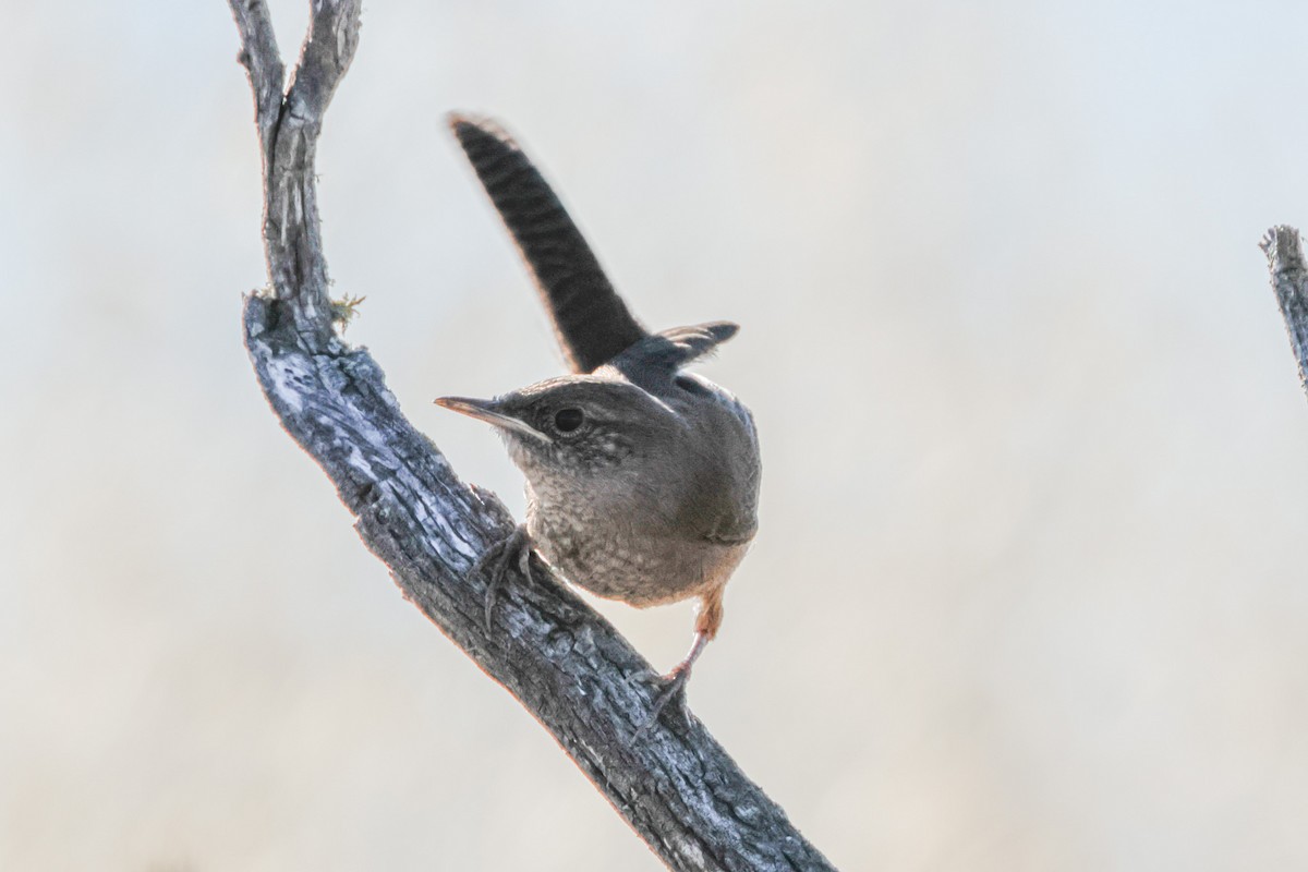 Northern House Wren - ML638885980