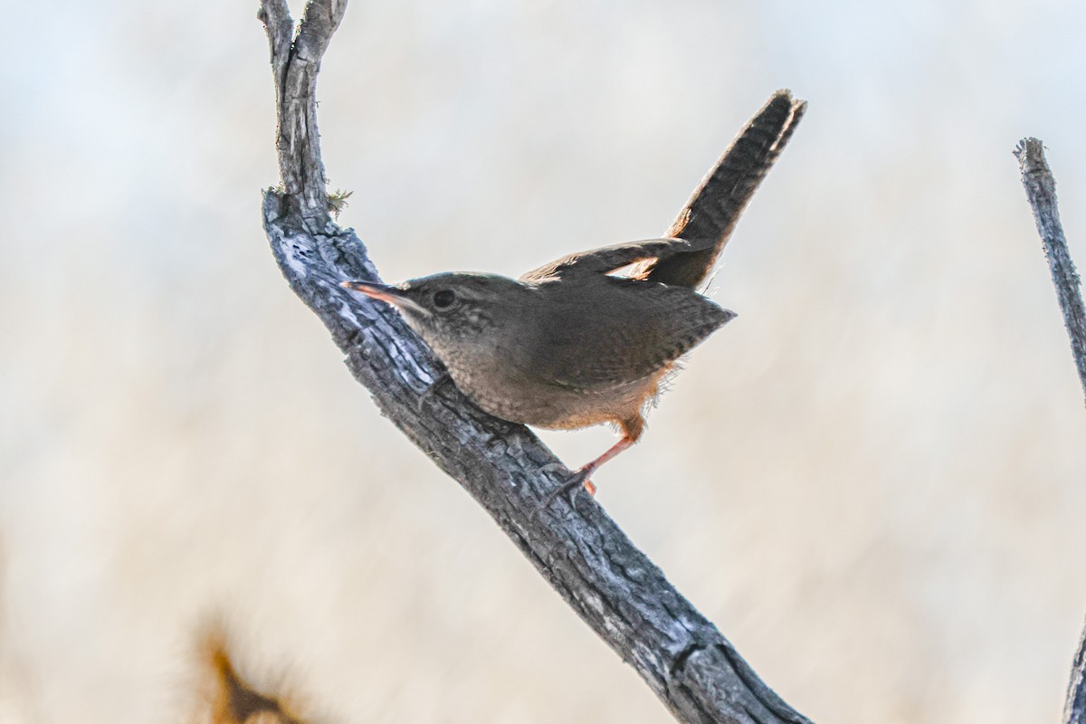 Northern House Wren - ML638885982
