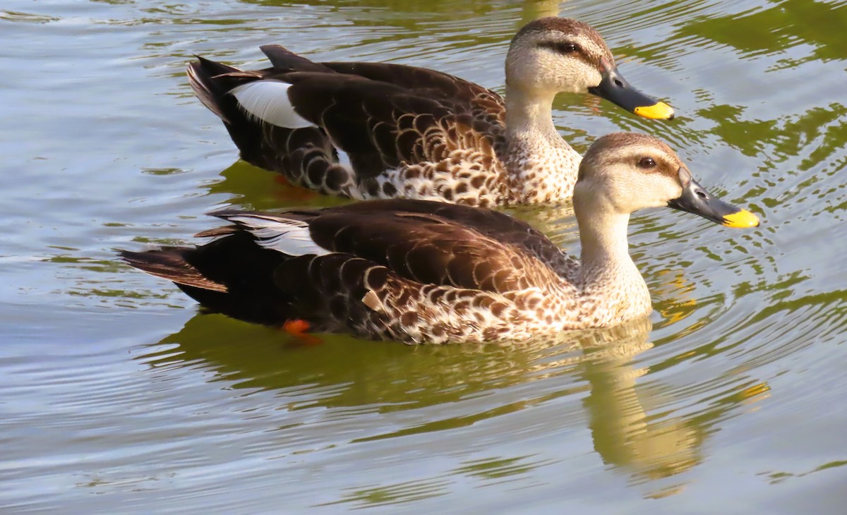 Indian Spot-billed Duck - ML638885992
