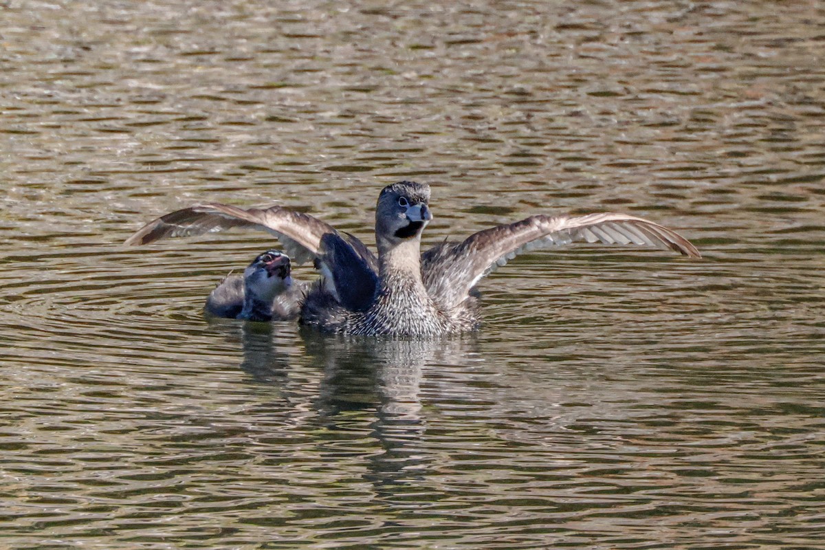 Pied-billed Grebe - ML638886011