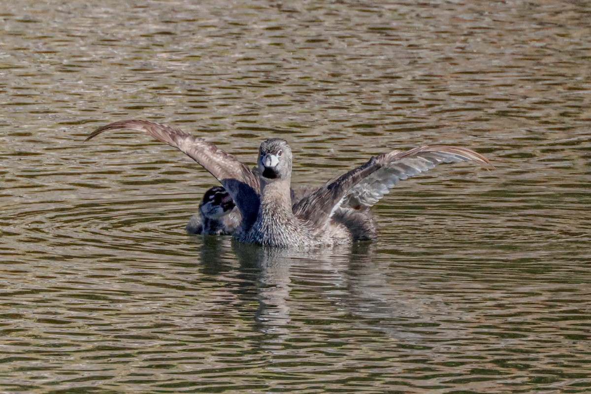 Pied-billed Grebe - ML638886012