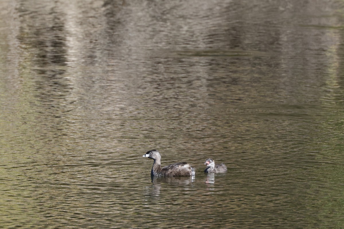 Pied-billed Grebe - ML638886013
