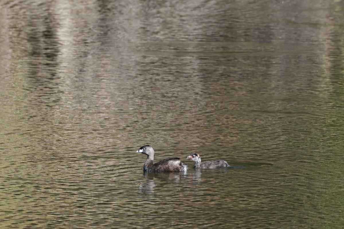 Pied-billed Grebe - ML638886014
