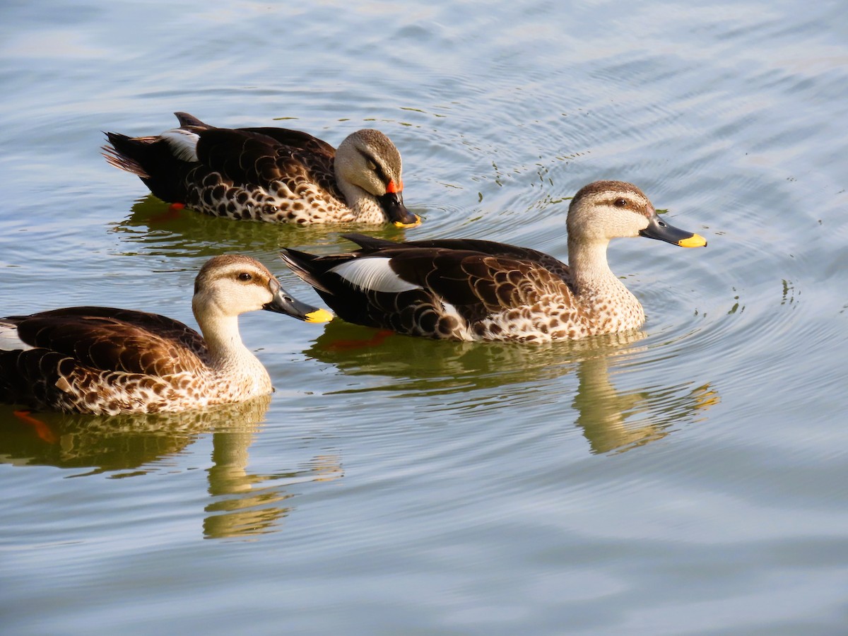 Indian Spot-billed Duck - ML638886031