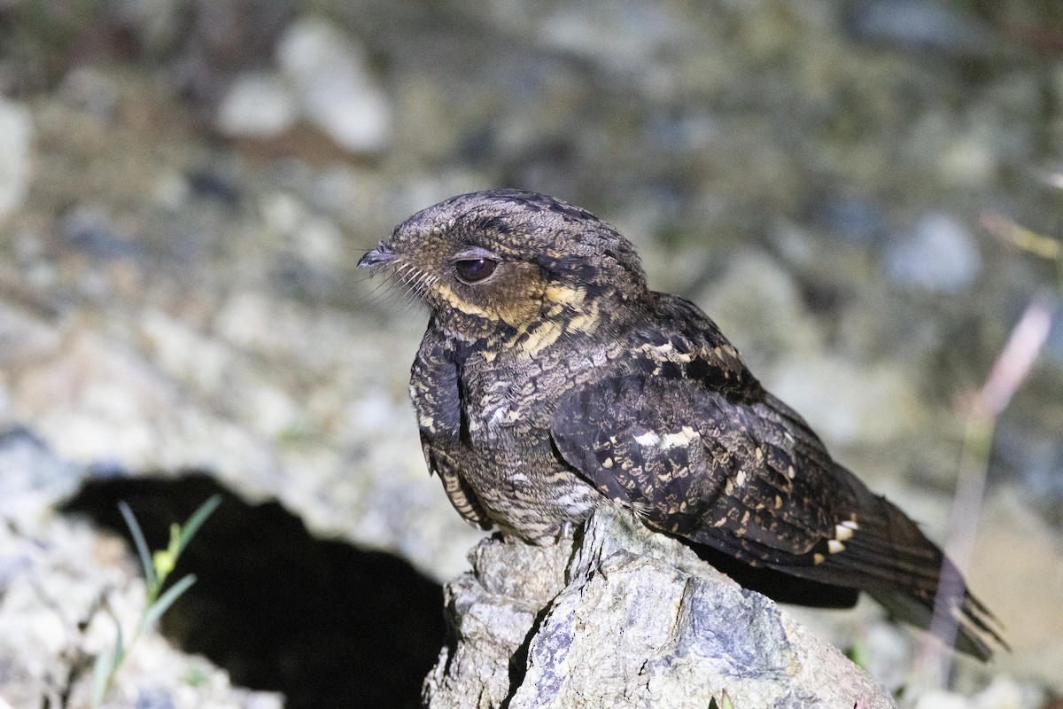 Andaman Nightjar - ML638886063