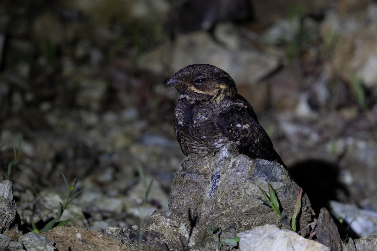 Andaman Nightjar - ML638886064