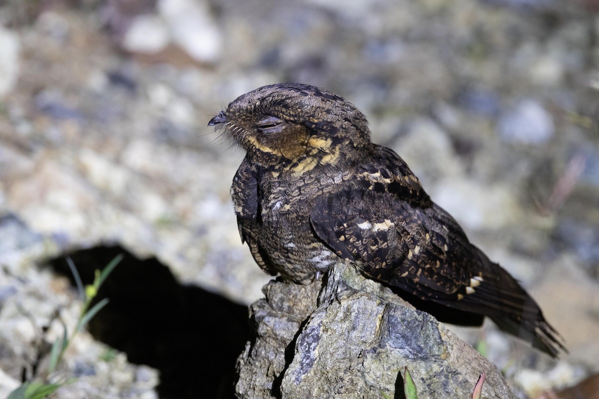 Andaman Nightjar - ML638886065