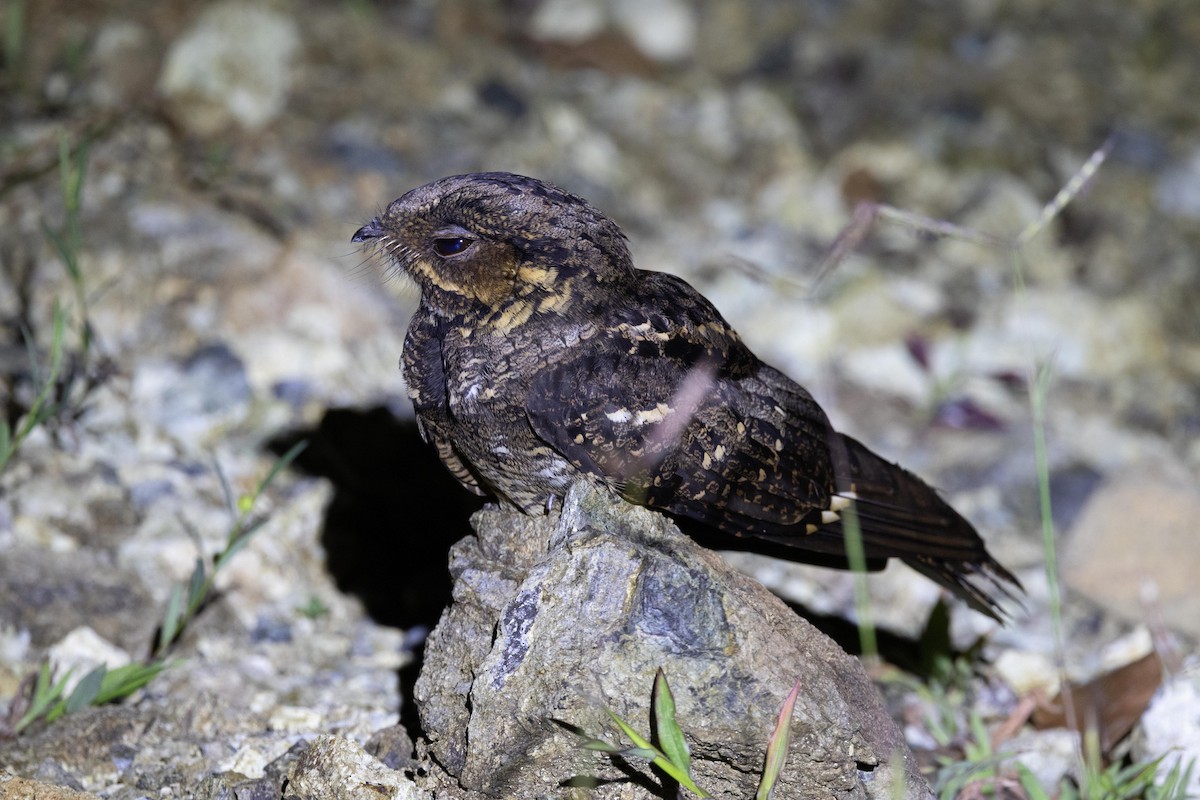 Andaman Nightjar - ML638886066
