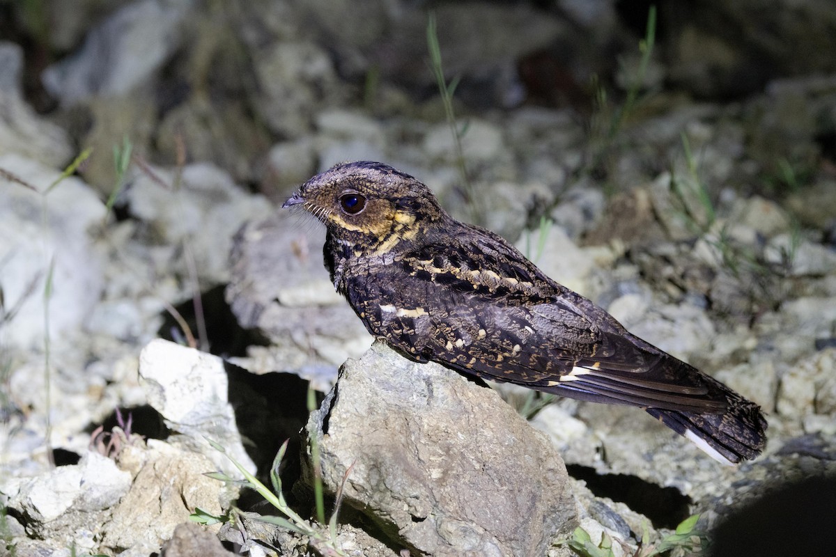 Andaman Nightjar - ML638886068