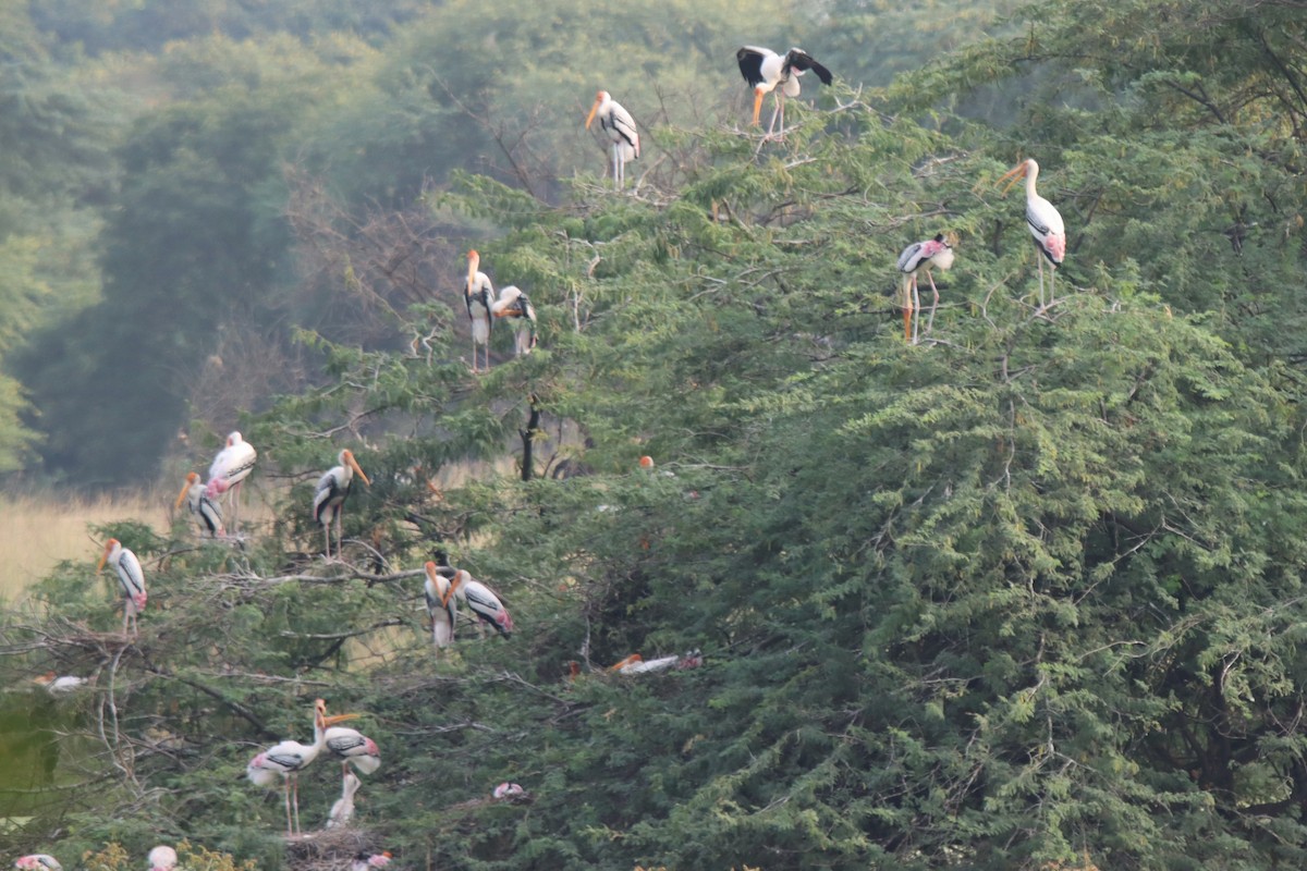 Painted Stork - ML638886085