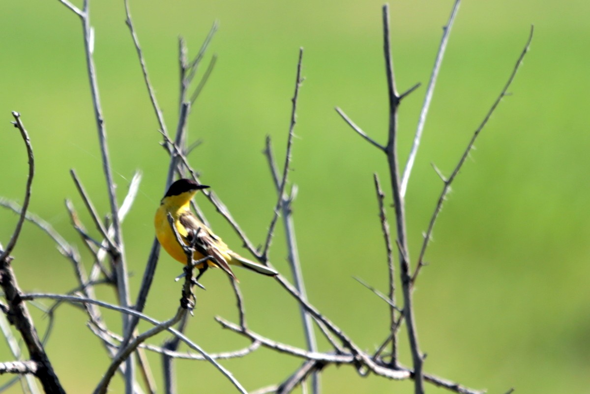 Western Yellow Wagtail (feldegg) - ML638886135