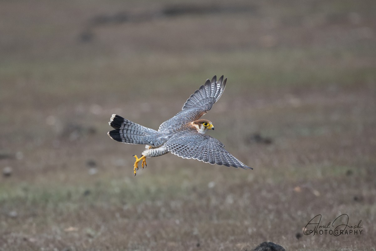 Red-necked Falcon - ML638886148