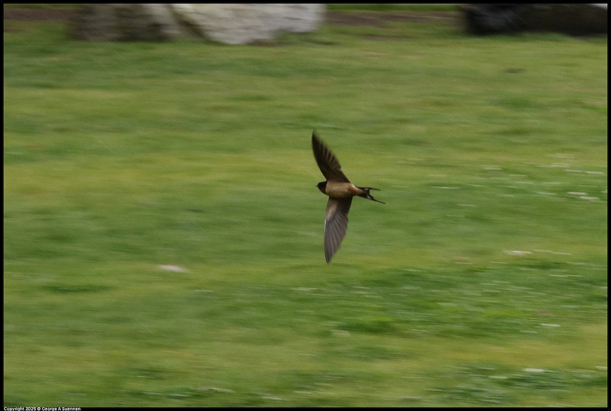 Barn Swallow - ML638886150