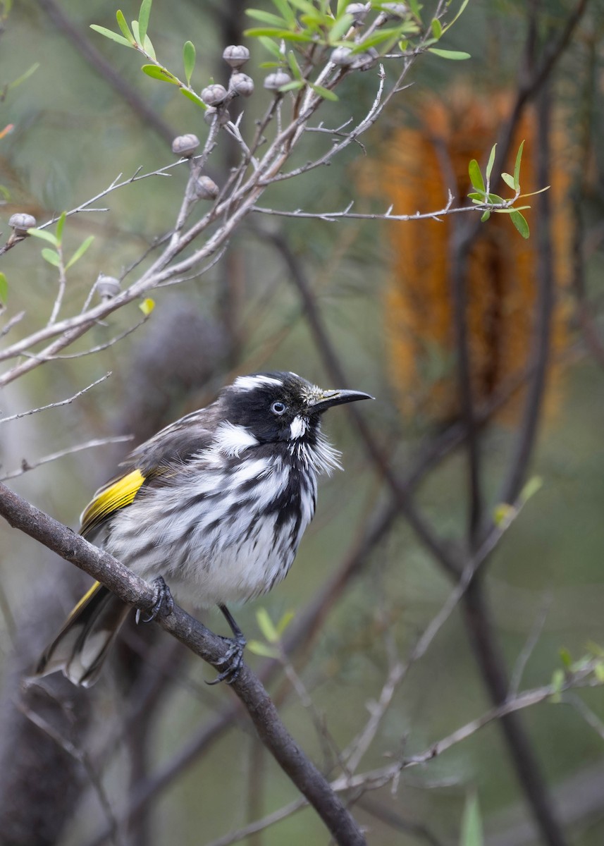 New Holland Honeyeater - ML638886163