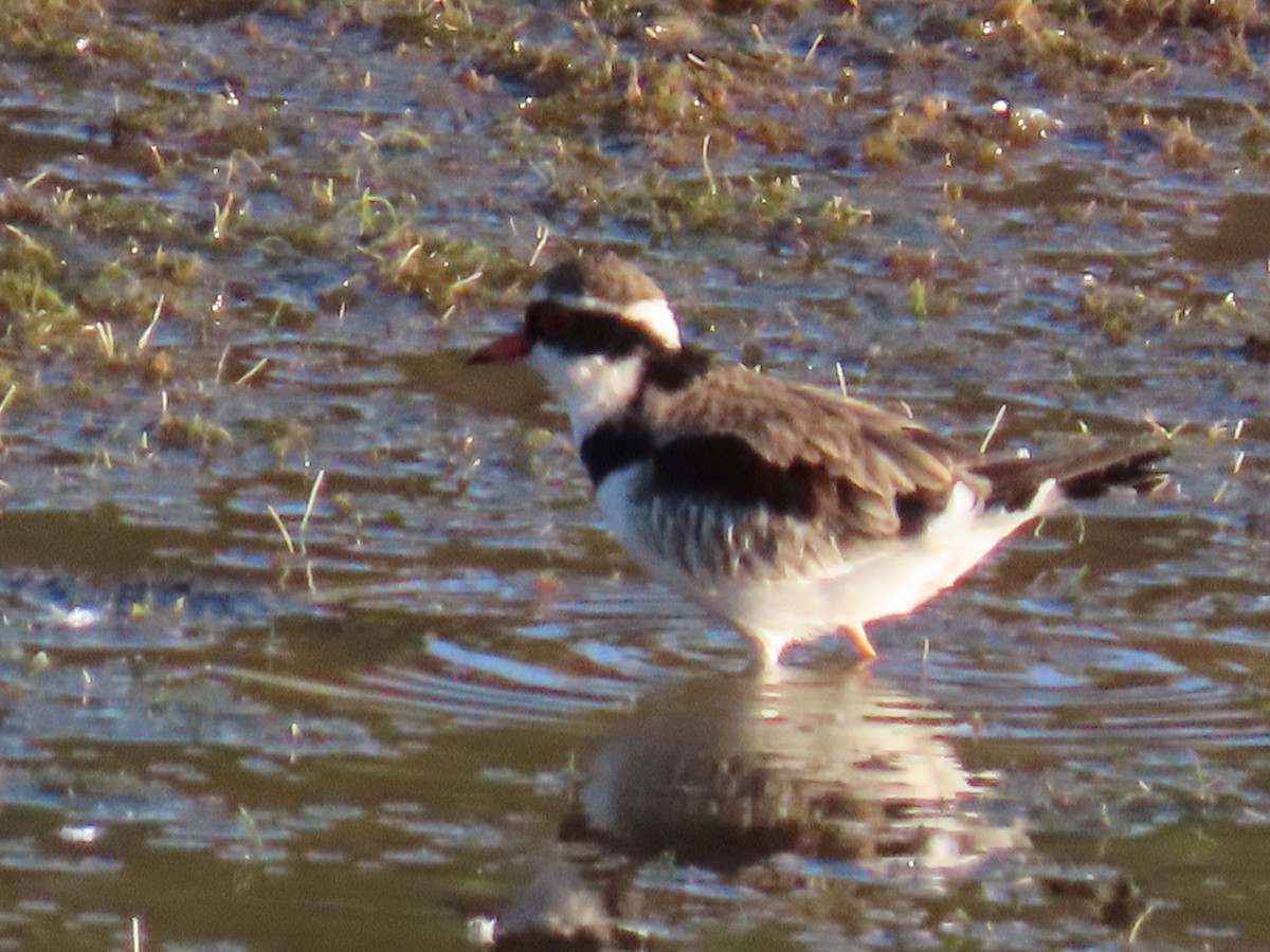 Black-fronted Dotterel - ML638886182