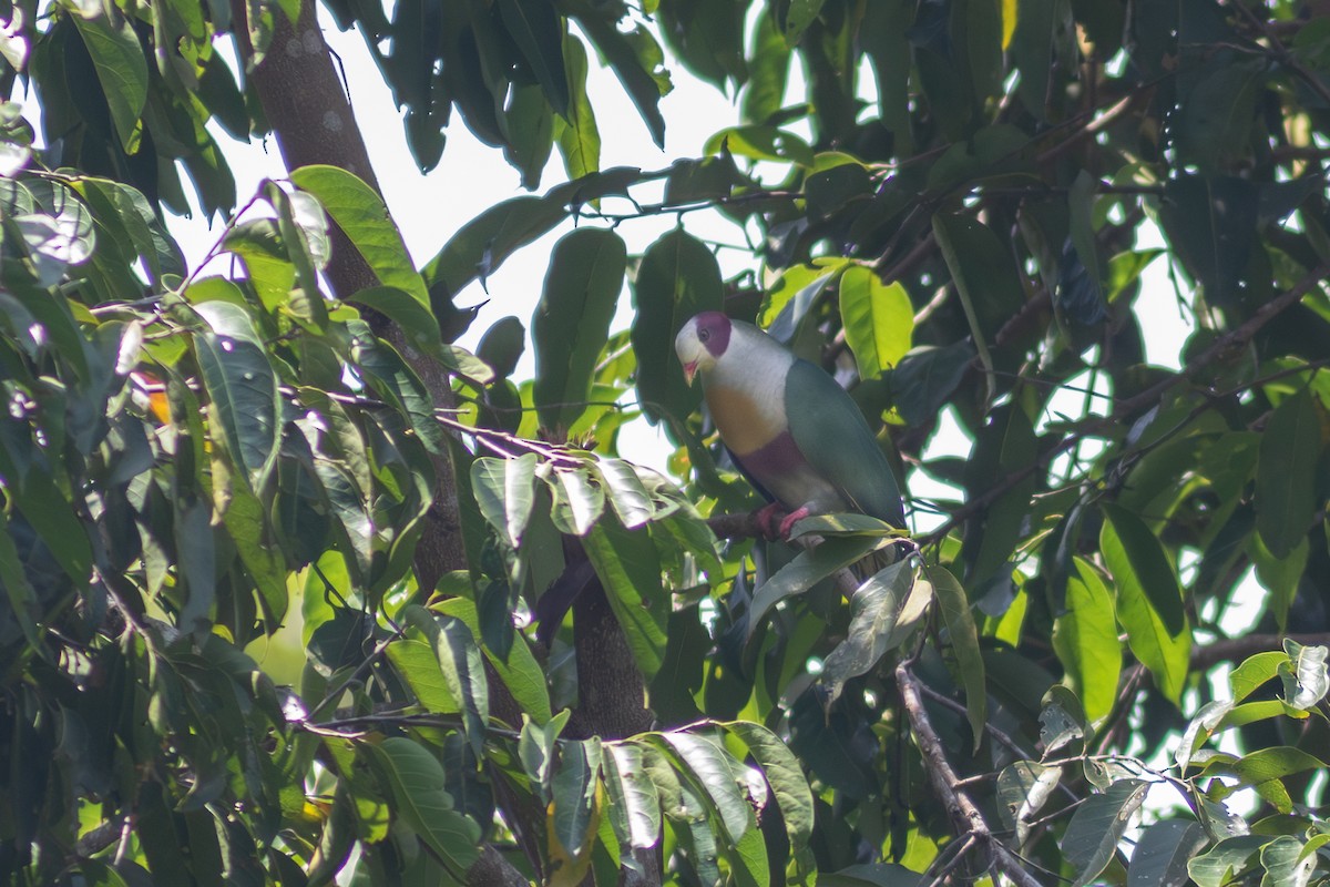 Yellow-breasted Fruit-Dove - ML638886185