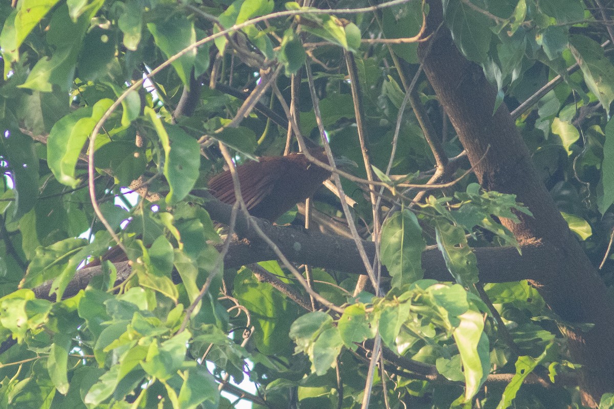 Rufous Coucal - ML638886234