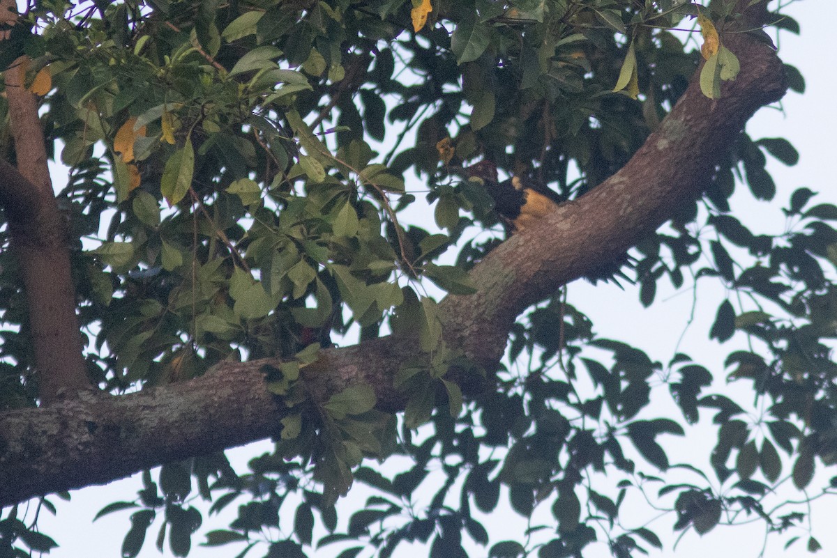 White-bellied Woodpecker - ML638886245